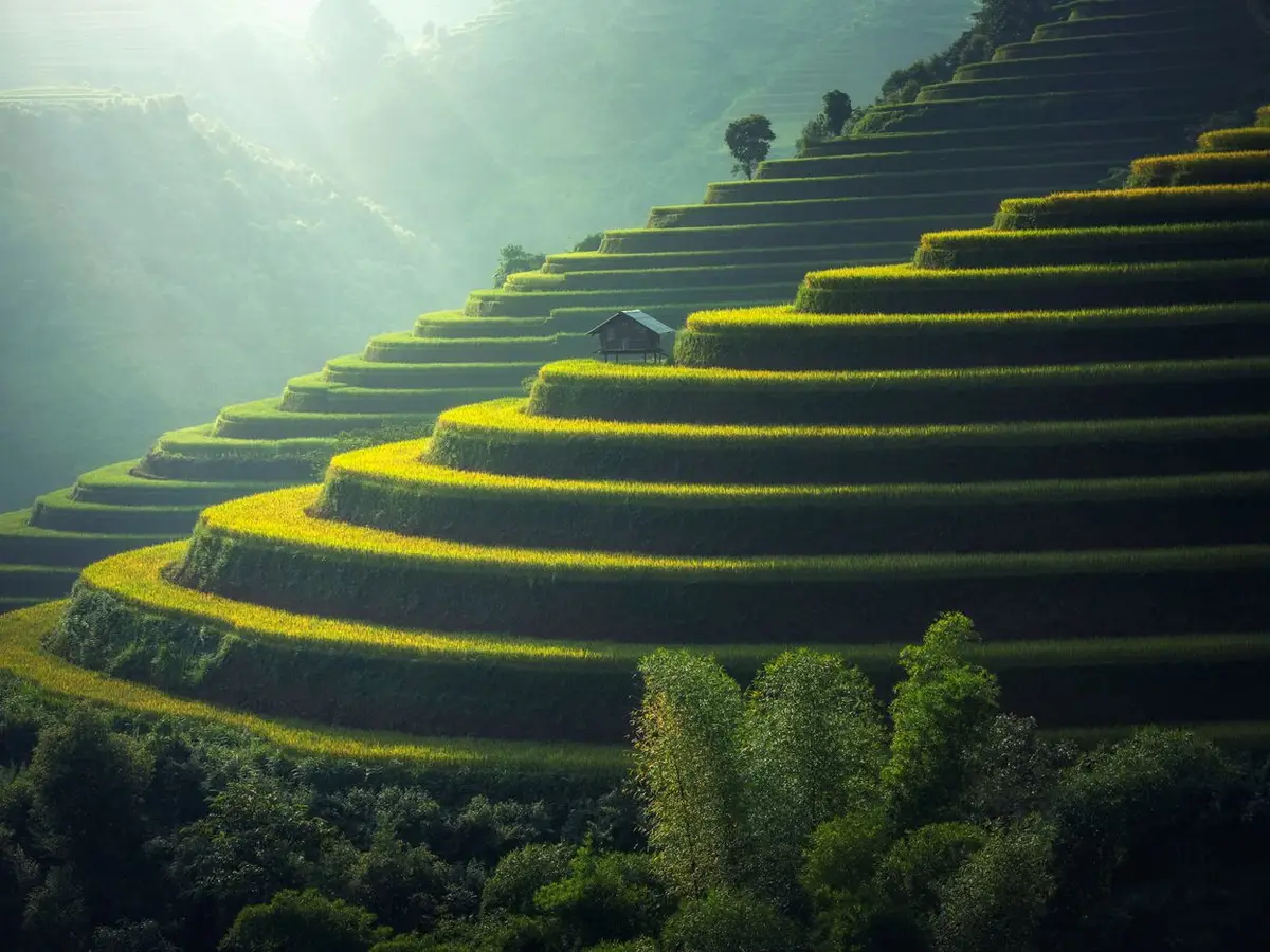 Cánh đồng lúa chín vàng với những bông lúa trĩu hạt